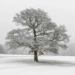 Snowy Landscape Photo Drucke: A lone tree in the snow