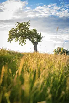 Overcast Sky Images Drucke: A lone tree stands in a meadow under a cloudy sky