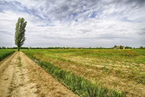 Southern Europe Scenery Drucke: Lone tree in the wind in the fields of the countryside of Emilia Romagna in Italy