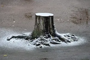 Single Tree In Snow Drucke: Lone tree in winter, Germany