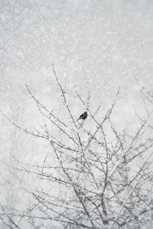 Solitary Tree Germany Drucke: Lone tree in winter, Germany