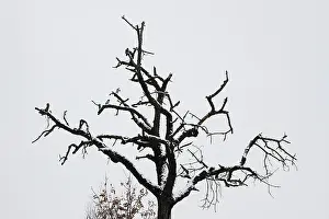 Solitary Tree Germany Drucke: Lone tree in winter, Germany