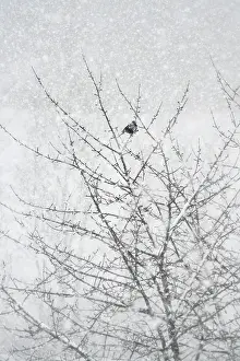 Central European Trees Drucke: Lone tree in winter, Germany