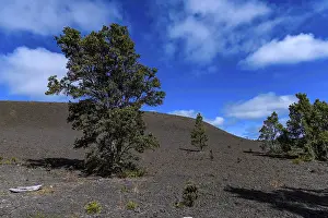 Hawaii Landscape Photography Drucke: Lonely landscape at Devastation Trail