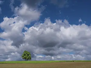 Cloudy Atmosphere Photos Drucke: Lonely pair of trees in a meadow under thunderclouds