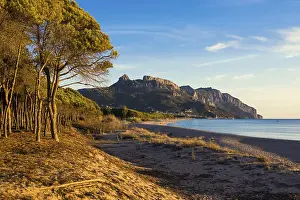 Lonely Coast Drucke: Lonely sandy beach and pine forest
