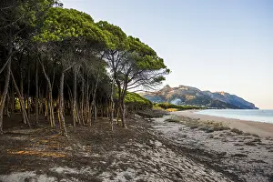 Evening Light On The Ocean Drucke: Lonely sandy beach and pine forest