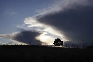 Free Standing Trees Germany Drucke: Lonely tree in front of a dramatic sky
