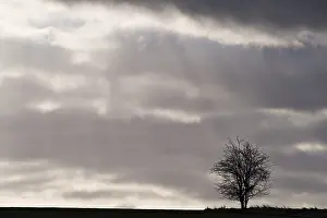 Cloudy Landscape Photo Drucke: Lonely tree on a field in backlight, St