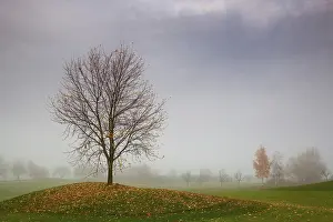 Deserted Golf Landscape Drucke: Lonely tree on a golf course