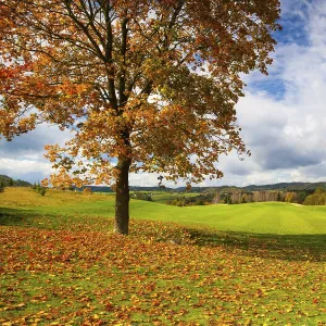 Empty Golf Course Drucke: Lonely tree on a empty golf course in autumn