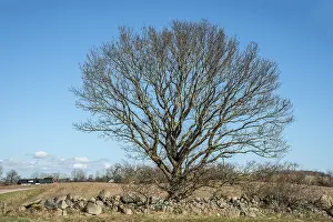 Ystad Municipality Scenery Drucke: Lonely tree, not yet with leaves in spring