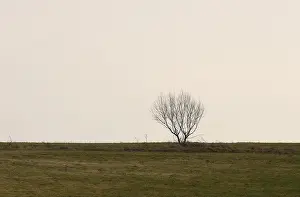 Peaceful Nature Scene Drucke: Lonely tree on a meadow