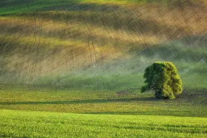 Desolate Countryside Scene Drucke: Lonely tree in rolling fields landscape of Moravia