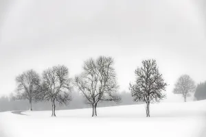 Southern Germany Winter Landscapes Drucke: Lonely trees in wintry landscape