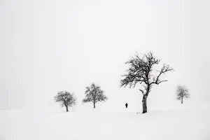 Deserted Bavarian Countryside Drucke: Lonely trees in wintry landscape