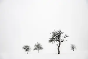 Wintry Scenery Southern Germany Drucke: Lonely trees in wintry landscape