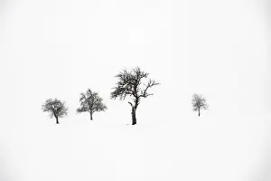 Snow Capped Trees Europe Drucke: Lonely trees in wintry landscape