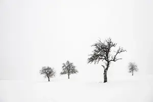 Central Europe Winter Photography Drucke: Lonely trees in wintry landscape