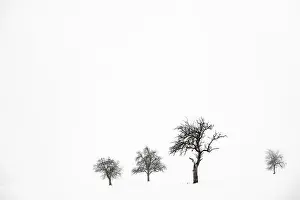 Snowy Bavaria Landscape Drucke: Lonely trees in wintry landscape