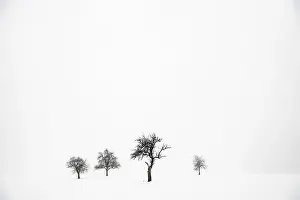 Snowy Bavaria Landscape Drucke: Lonely trees in wintry landscape