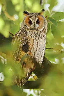 Owl Sitting In Tree Drucke: Long-eared owl (Asio otus) sitting in a tree