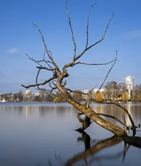 German River Landscapes Drucke: Long exposure, withered tree in water