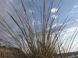 Variegated Plant Life Drucke: A long grass in front of the sky