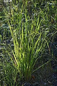 Open Air Photography Drucke: Long grass at the wayside