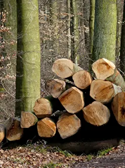 Winter Forest Drucke: Long logs in the winter forest