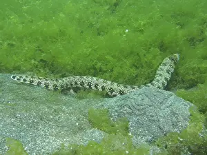 Bilder Datiert 2. August 2024: Long moray eel print