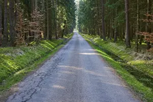 Southern Germany Nature Scenery Drucke: Long, quiet, straight path through a dense