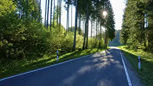 Lower Franconia Scenery Drucke: A long road through a thick forest