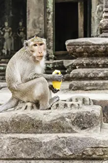 Drucke von Langer Schwanzmakaken Affe mit Mango Frucht, Angkor Wat, Kambodscha Kambodscha Kulturerbestätten Drucke: Langschwanzmakaken mit Mangofrucht
