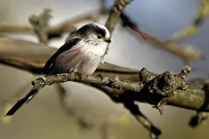 Central Europe Bird Life Drucke: Long-tailed tit in a tree