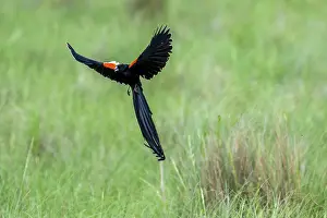 In Flight Bird Photography Tips Drucke: Long-tailed widowbird (Euplectes progne) in flight