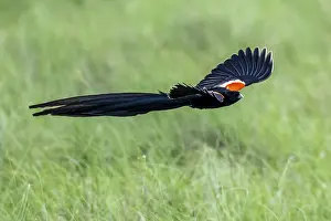 Drucke von Langschwanzwitwenvogel (Euplectes progne) in Flug, Südafrika Verwandte Bilder Drucke: Widowbird mit langem Schwanz (Euplectes progne) in Flug.