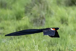 Drucke von Schwarzkopfwidowbird (Euplectes progne) in Flug, Südafrika Verwandte Bilder Drucke: Schwarzkopfwidowbird (Euplectes progne) in Flug.