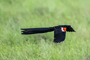Drucke von Widowbird mit langem Schwanz (Euplectes progne) in Flug, Südafrika Verwandte Bilder Drucke: Schwarzkopfwidowbird (Euplectes progne) in Flug.