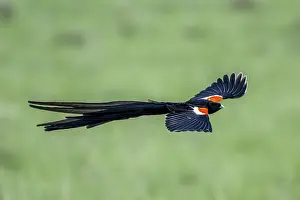 Passerine Birds In Flight Drucke: Long-tailed widowbird (Euplectes progne) in flight