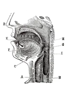 Historical Medical Artwork Drucke: Longitudinal section of a human head