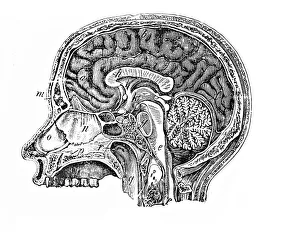 Human Head Anatomy Drucke: Longitudinal section of a human head