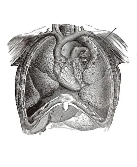 Human Torso Anatomy Drucke: Longitudinal section of a human torso