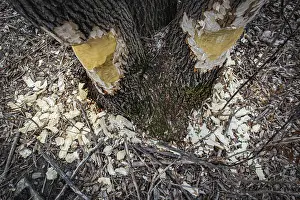 Wilderness Landscape Photo Drucke: Looking down at the base of a tree still standing with beaver gnaw marks