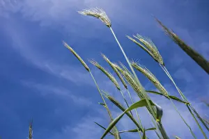 Blue Sky Landscape Drucke: Looking up at blue sky and grass in foreground