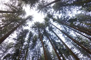 Upper Austria Nature Scene Drucke: Looking up into the crowns of a spruce forest