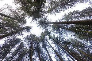 Spruce Forest Landscape Drucke: Looking up into the crowns of a spruce forest