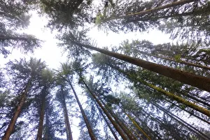 Austrian Countryside Photography Drucke: Looking up into the crowns of a spruce forest