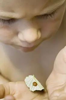 Insect Animal Photography Drucke: Looking down - exploring