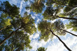 Croatian Countryside Landscape Drucke: Looking up through the pine trees in croatia